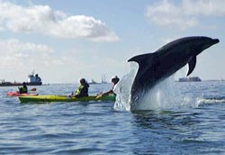 Kayak