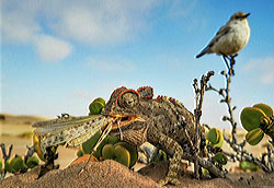 LivingDesert1
