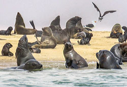 cape-fur-seal