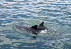 dolphin